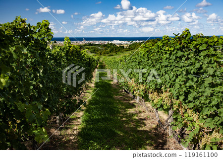 有葡萄園的海濱小鎮 119161100