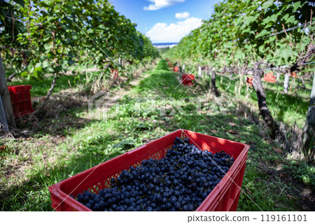 有葡萄園的海濱小鎮 119161101