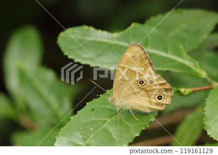 A butterfly perching on a leaf A butterfly perching on a leaf 119161129