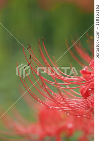 Up of Higanbana 119161162