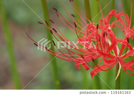 Up of Higanbana 119161163