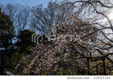 Soft sunlight and weeping cherry blossoms in the garden 119161165