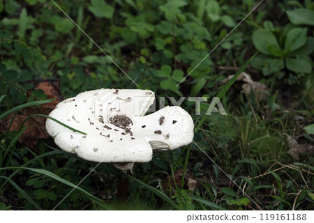 十月秋天花園裡生長的大白蘑菇 119161188