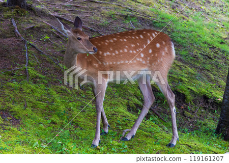 夏季北海道阿寒湖蝦夷鹿 119161207