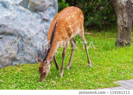 Hokkaido in summer, Lake Akan, Ezo deer 119161211