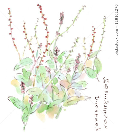 A watercolor illustration of autumn plants, red and white water lilies and pink knotweed blooming in a festive atmosphere A watercolor illustration of autumn plants, red and white water lilies and pink knotweed blooming in a festive atmosphere 119161276