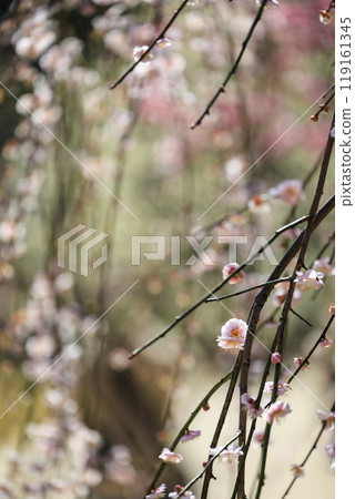 The plum garden at Shukkeien Garden in Hiroshima City The plum garden at Shukkeien Garden in Hiroshima City 119161345