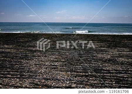 日高海岸的乾海帶 119161706