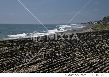 Dried kelp on the Hidaka coast 119161708