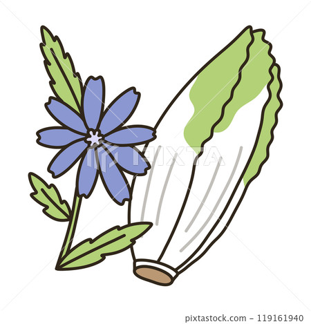 菊苣根 菊苣根 119161940