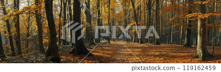 A forest with trees in autumn colors 119162459
