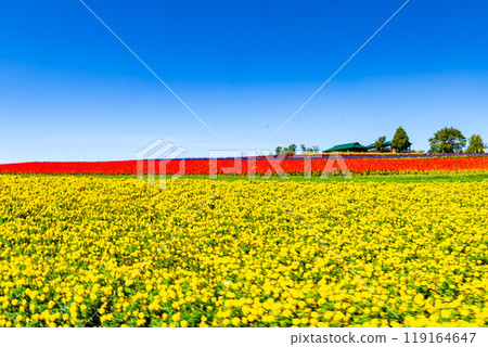 Blue sky and flower garden Blue sky and flower garden 119164647
