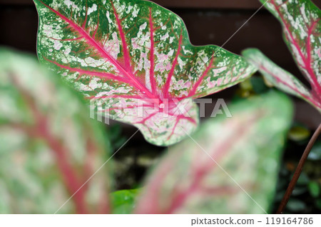 Caladium, Caladium Bicolor Vent or Caladium bicolor Caladium, Caladium Bicolor Vent or Caladium bicolor 119164786