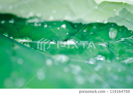 Albomarginata, Araceae or Schott or Xanthosoma sagittifolium or XANTHOSOMA or Mickey Mouse Plant and rain drop 119164789