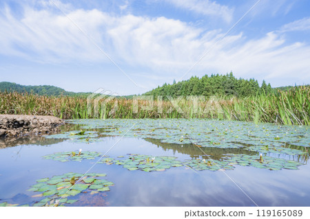 鬼菱盛開的新潟池（柏崎市/長峰禦池） 119165089