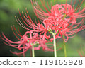 Autumn spider lilies, green background 119165928