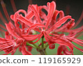 Autumn spider lilies, green background 119165929