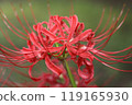 Autumn spider lilies, green background 119165930