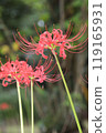 Autumn spider lilies, green background 119165931
