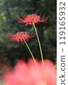 Autumn spider lilies, green background 119165932