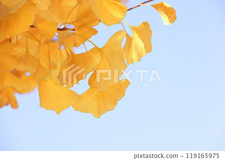 映襯著藍天的黃色銀杏葉（背景素材） 119165975