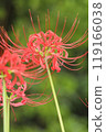 Autumn spider lilies, green background 119166038