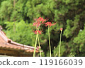 Autumn spider lilies, green background 119166039