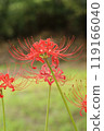 Autumn spider lilies, green background 119166040