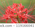 Autumn spider lilies, green background 119166041
