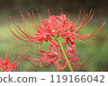 Autumn spider lilies, green background 119166042