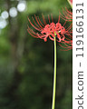 Autumn spider lilies, green background 119166131
