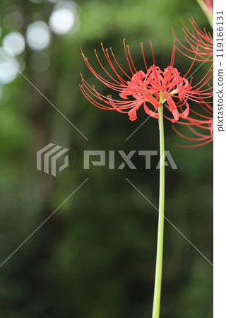 Autumn spider lilies, green background Autumn spider lilies, green background 119166131