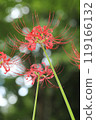 Autumn spider lilies, green background 119166132