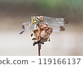 A dragonfly is resting. Close-up 119166137