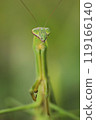 Macro photography of a praying mantis 119166140