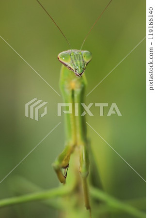 微距攝影中的螳螂 119166140
