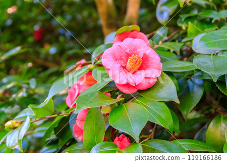 Beautiful blooming camellia tree in park 119166186