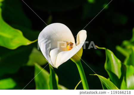 White calla lily (Zantedeschia aethiopica), also known as arum lily in garden White calla lily (Zantedeschia aethiopica), also known as arum lily in garden 119166218
