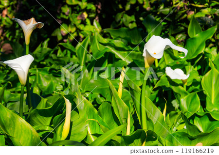 White calla lily (Zantedeschia aethiopica), also known as arum lily in garden 119166219