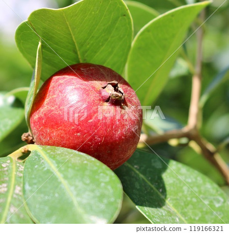 Strawberry Guava Tropical Fruit 119166321