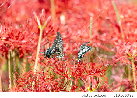 Higanki flower and swallowtail butterfly 119166382