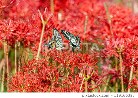 Higanki flower and swallowtail butterfly 119166383