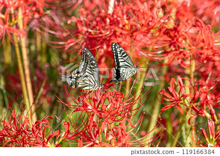 Higanki flower and swallowtail butterfly 119166384