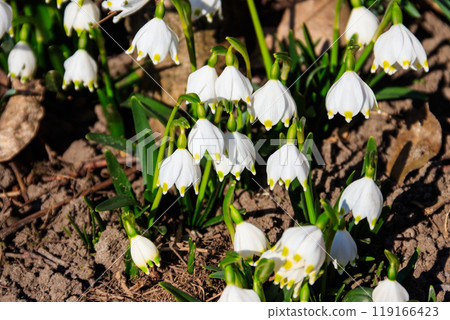 White flowers of spring snowflake (Leucojum vernum) 119166423