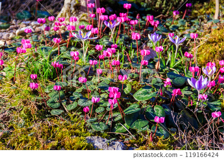 Pink cyclamen flowers and purple crocuses in the garden Pink cyclamen flowers and purple crocuses in the garden 119166424