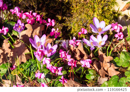 Pink cyclamen flowers and purple crocuses in the garden Pink cyclamen flowers and purple crocuses in the garden 119166425