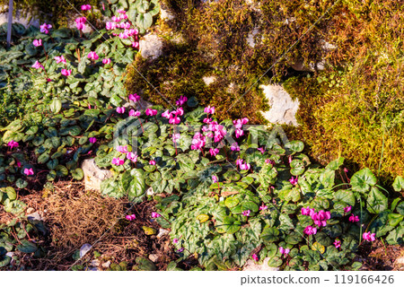 Pink cyclamen flowers in the garden 119166426