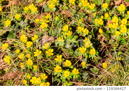 Yellow buttercups on the meadow 119166427