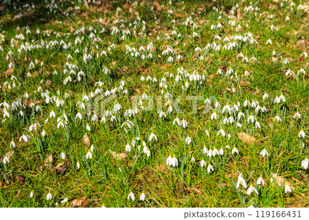 White snowdrop flowers (Galanthus nivalis) in a spring forest 119166431