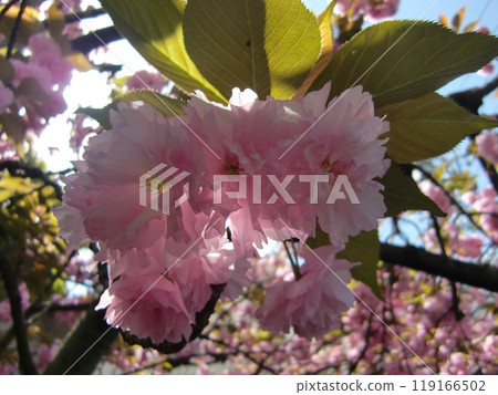 Hoso-ji 119166502